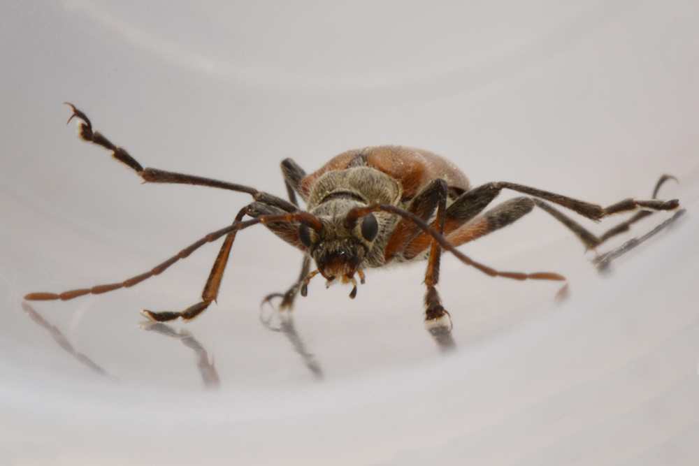 Cerambycidae: Cortodera humeralis?   S  !
